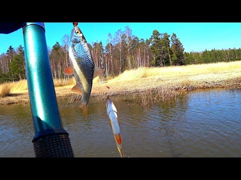 Видео: Рыбалка на поплавок и донки. Весенняя раздача плотвы! Отличная рыбалка и улов!