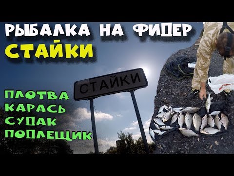 Видео: Рыбалка на фидер. Стайки.  Плотва.  Подлещик.  Карась.  Судак. Рыбалка на Днепре