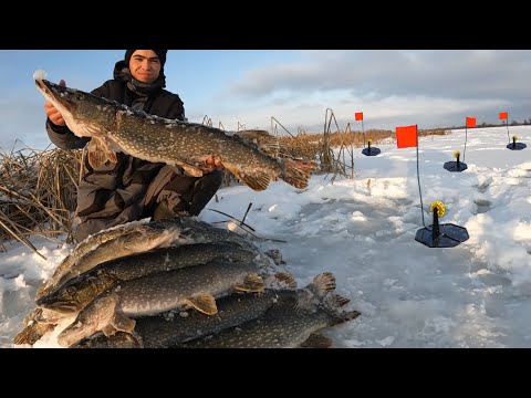 Видео: Это Безумие какое то! Оставил жерлицы в камышах.. И наловил аж дурно стало!