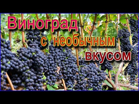Видео: ПОЧЕМУ сорт винограда ГУРЗУФСКИЙ РОЗОВЫЙ подходит не только для еды но и вина