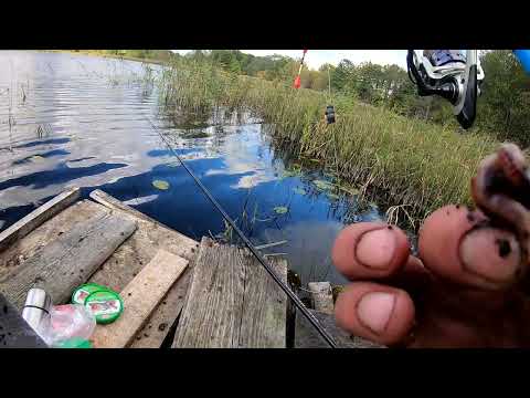 Видео: РЫБАЛКА НА ЛИНЯ В СЕНТЯБРЕ !РЫБАЛКА НА ПОПЛАВОК
