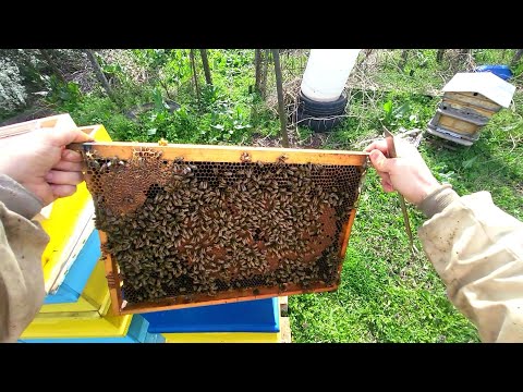 Видео: Развитие на пчелните семейства през месец Март