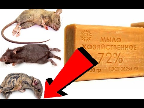 Видео: Как избавиться от мышей За 0003 Минуточки!
