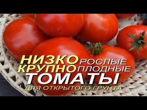 Видео: Три КЛАССНЫХ НИЗКОРОСЛЫХ КРУПНОПЛОДНЫХ томатов для ОТКРЫТОГО грунта! Советы от ЗЕЛЕНОГО ОГОРОДА!