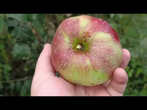 Видео: СОРТ ЯБЛОНИ АНТЕЙ