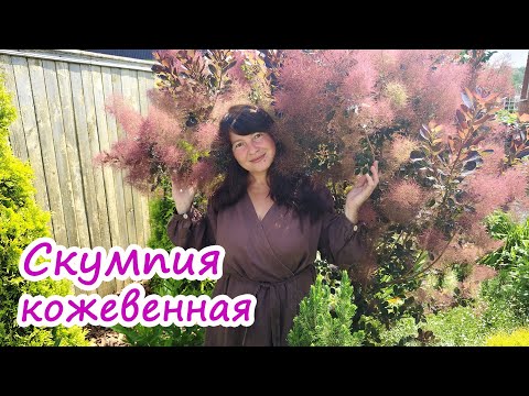 Видео: Самый НЕОБЫЧНЫЙ КУСТАРНИК для сада. СКУМПИЯ КОЖЕВЕННАЯ. Опыт выращивания в сложных условиях.