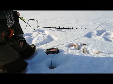 Видео: ЗИМНЯЯ РЫБАЛКА! ЛЫЖИ! Безмотылка, окунь и эхолот на малой реке