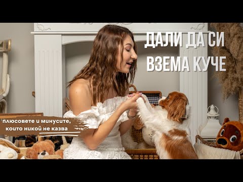 Видео: Какво е да имаш куче?