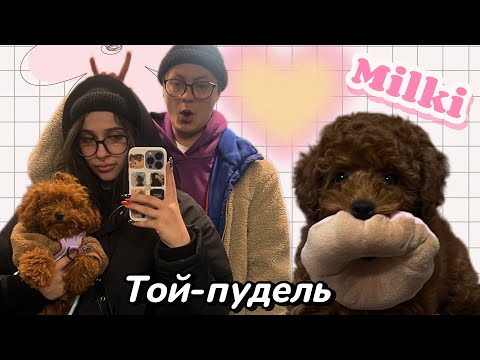 Видео: мы завели собаку ,и пожалели, что не сделали этого раньше | той-пудель Милки
