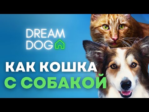 Видео: Как подружить собаку с кошкой 🐶 Без драк и погони