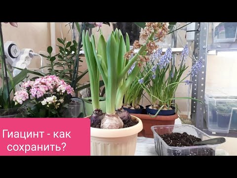 Видео: ГИАЦИНТ в горшке! Как сохранить луковицы после цветения?