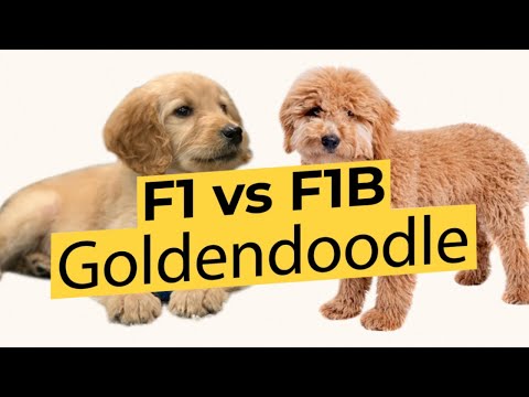 Видео: Голдендудли F1 и F1B — в чём разница? 🐶🦴🐶