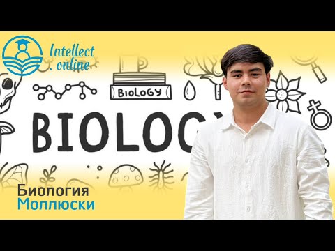 Видео: Биология | Моллюски | Зоология часть 1