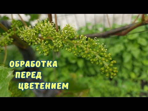 Видео: Виноград, обработки и удачная прививка.