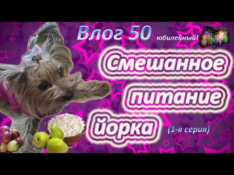 Видео: Смешанное питание йорка. Корм и натуралка. Переход на натуральную еду.