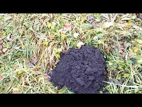 Видео: Нашествие полевых крыс  Всё пропало или есть другой путь?