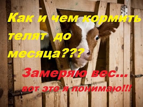 Видео: Как и чем кормить новорожденных телят до месяца???  Замеряю вес... Как приучаю к ведру???