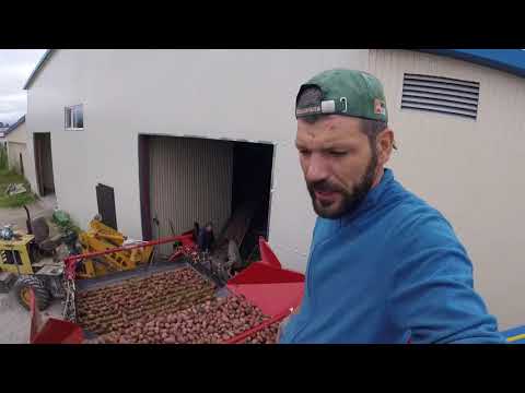 Видео: 19.08.17 г Убираем картофель день 2 ой