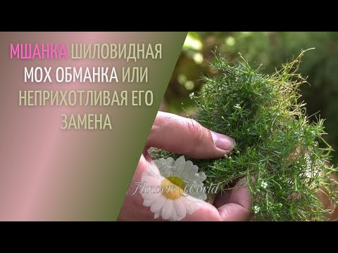 Видео: Мшанка шиловидная — Мох обманка или неприхотливая его замена🌼