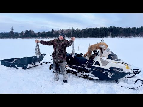 Видео: ЗАВЕЗЛИ ПРИВАДУ НА ЛИС И ВОЛКОВ.ДОМАШНЕЕ КОПЧЕНИЕ СВИНОЙ ВЫРЕЗКИ. ПРОВЕРЯЕМ КРЮЧКИ НА НАЛИМА.