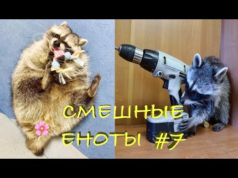 Видео: Cмешные ЕНОТЫ #7 / Приколы с ЕНОТАМИ 2020 / Funny Raccoons.