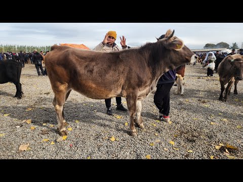 Видео: ШАХРИХОН ЖУЧА МОЛ БОЗОРИДА ШВЕТ БУКАГА ВА ГУНАЖИНЛАР ТУЛДИ БУГУН ДУСЛАР 