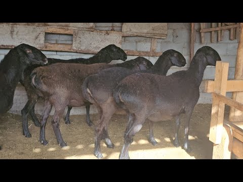 Видео: Төөдөй койлор 65 миңден 5 баш (жеке чарба) 0704-01-18-17 