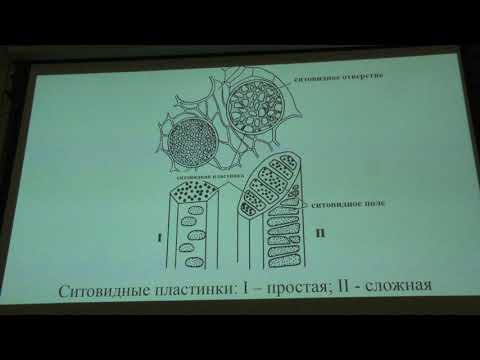 Видео: Зернов А. С. - Высшие растения - Строение проводящего пучка. Флоэма