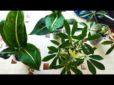 Видео: Повседневные заботы 🌱/ Комнатные цветы/ Диффенбахия Грин Меджик/ Шеффлера вариегатная/ Размножение