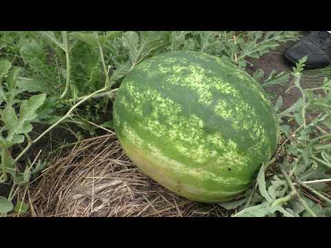 Видео: АРБУЗ  был 9 кг  !!!