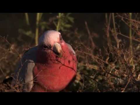 Видео: Австралия - страна попугаев 2/6