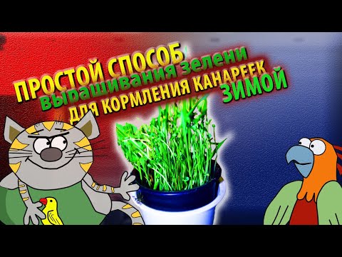 Видео: Кормление канареек I Простой способ выращивания зелени