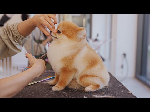 Видео: Это похоже на симпатичную буханку хлеба.