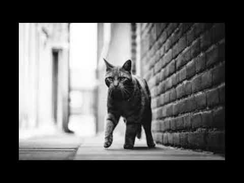 Видео: Гио Пика "I WONDER" featuring Каспийский Груз | Boom Bap Beat 2025