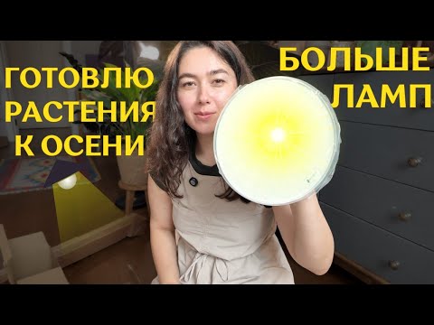 Видео: добавляю ДОСВЕТКУ РАСТЕНИЯМ  и готовлюсь к ОСЕННЕ-ЗИМНЕМУ сезону | ЗЕЛЁНЫЙ влог