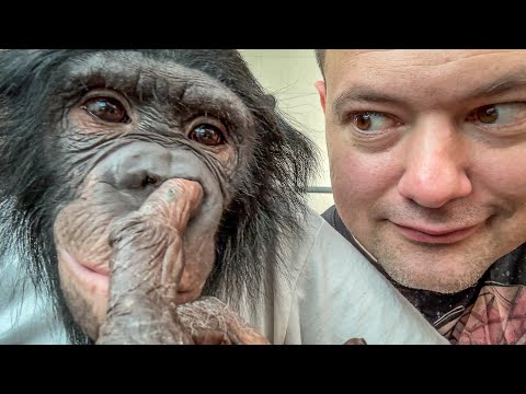 Видео: НИ ОДНО ЖИВОТНОЕ ТАК НЕ СМОЖЕТ! Этой Шимпанзе завидуют даже акробаты