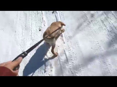 Видео: Первая прогулка со щенком в городе. (Лабрадор Сэм, 3мес.)