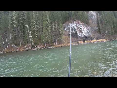 Видео: Забрались в глушь ТАЙГИ/  Осенняя Рыбалка на Хариуса в ОКТЯБРЕ/ Река Забита Рыбой!!!