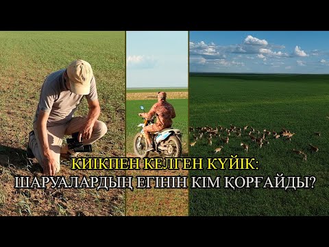 Видео: КИІКПЕН КЕЛГЕН КҮЙІК: АРНАЙЫ РЕПОРТАЖ