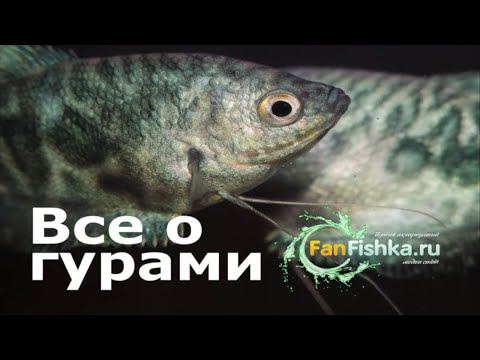 Видео: Гурами содержание и уход в аквариуме, виды, совместимость, разведение и нерест!