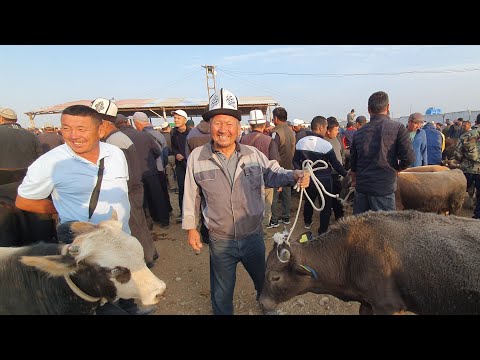 Видео: Халмион малБазары. 1 жашар Торпок, Кунажын, Бука, Саан уйлар, Тайлар баалары каналга катталыңыздар.