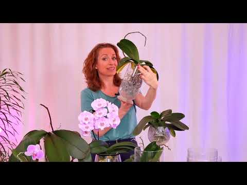 Видео: Обзор ✨ ваз для орхидей 🌸растущих без субстрата, (в моей коллекции).