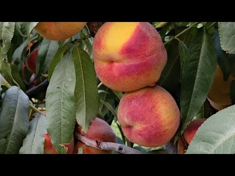 Видео: Персик Топ Світ Т5. Чудовий комерційний та консервний сорт! 
