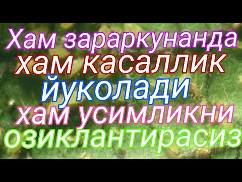 Видео: Хам ширани йукотасиз хам усимликни озиклантирасиз хам касалликга карши курашасиз