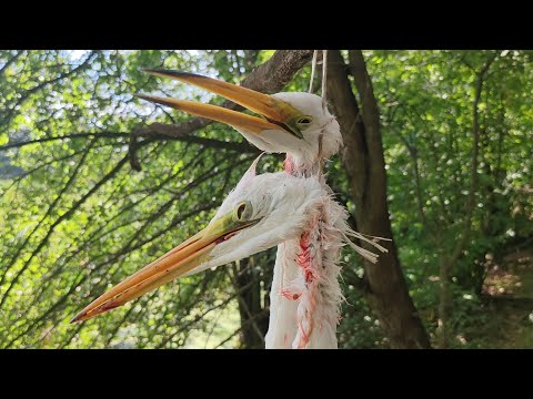 Видео: Охота на цапли и бакланы #3