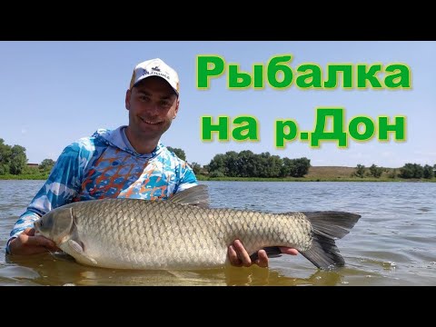 Видео: Любительская ловля на  Дону. Гигантские Амуры.