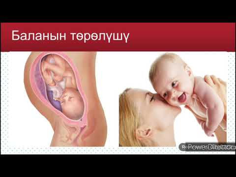 Видео: БИОЛОГИЯ 8- класс. Адамдын кобойушу