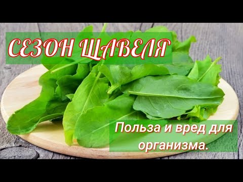 Видео: 4 полезных рецепта из щавеля. Кому нельзя есть щавель? Щавель польза и вред.