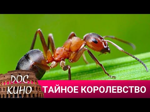Видео: 🎭 ТАЙНОЕ КОРОЛЕВСТВО🌎 ДОКУМЕНТАЛЬНОЕ КИНО 🎆 2023