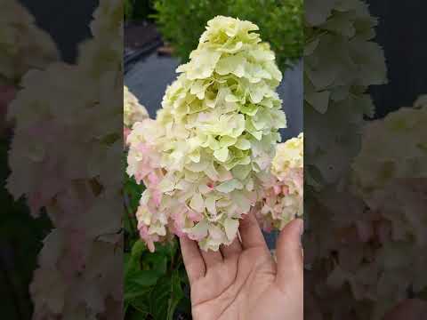Видео: Обзор цветущих метельчатых гортензий!    Часть 3. 22.07.25.#гортензии #метельчатаягортензия